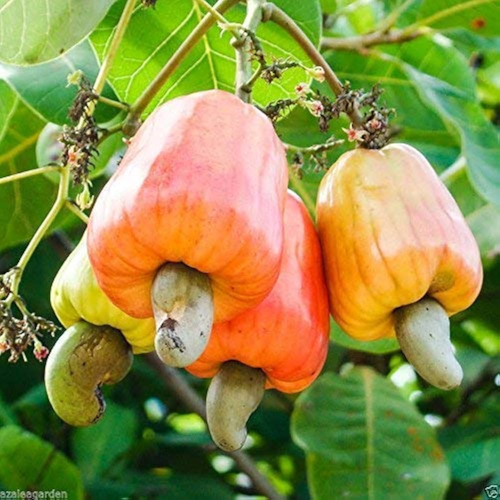 Cashew Anacardium occidentale seeds for tropical nut garden